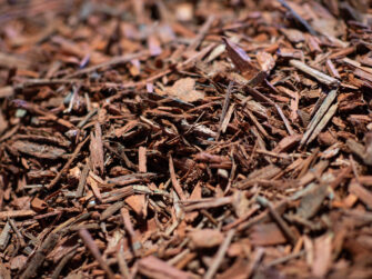 Forever Red ground cover