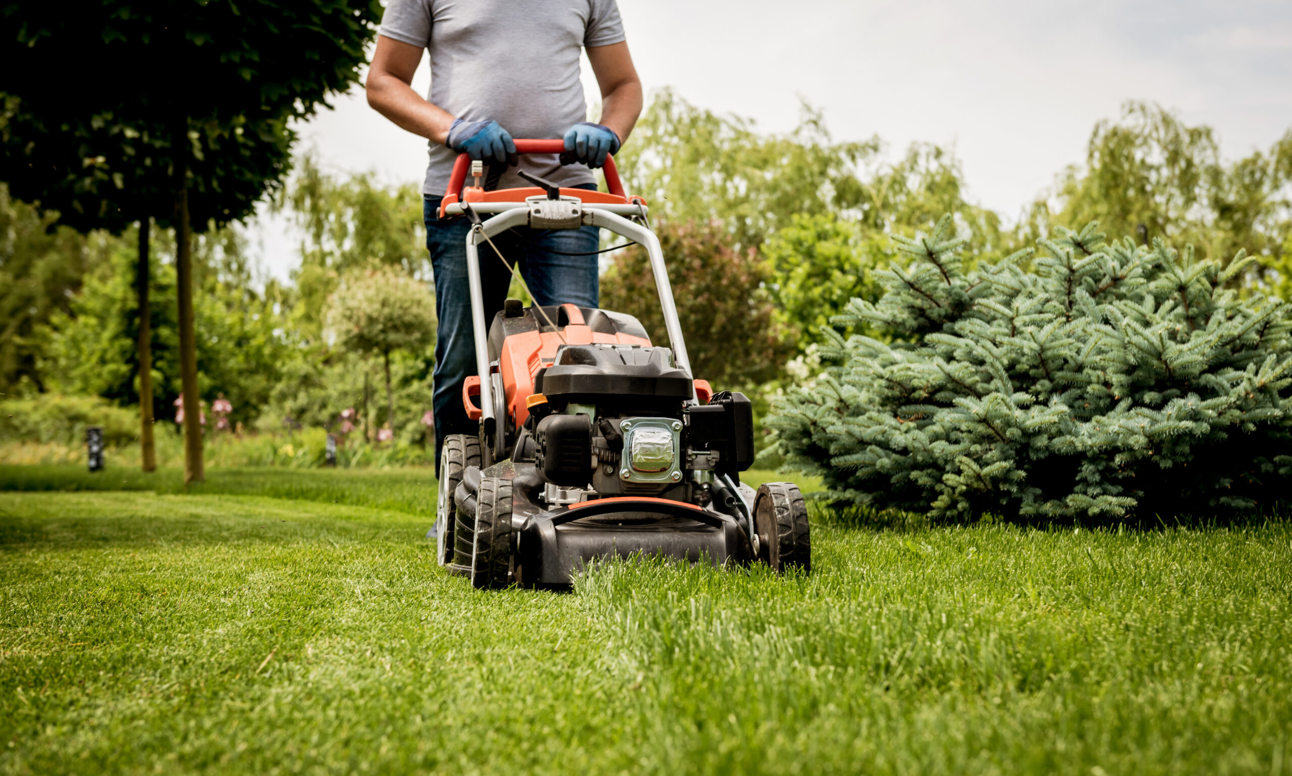 Buttrose Gardener mowing the lawn. Landscape design. Gardening