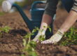 Buttrose gardener hands planting to soil tomato seedling in the vegetable garden. On the background a watering can for irrigation. Organic farming and spring gardening concept