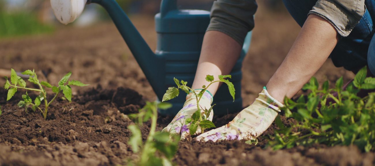 Buttrose gardener hands planting to soil tomato seedling in the vegetable garden. On the background a watering can for irrigation. Organic farming and spring gardening concept
