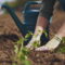 Buttrose gardener hands planting to soil tomato seedling in the vegetable garden. On the background a watering can for irrigation. Organic farming and spring gardening concept