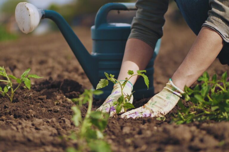 Buttrose gardener hands planting to soil tomato seedling in the vegetable garden. On the background a watering can for irrigation. Organic farming and spring gardening concept