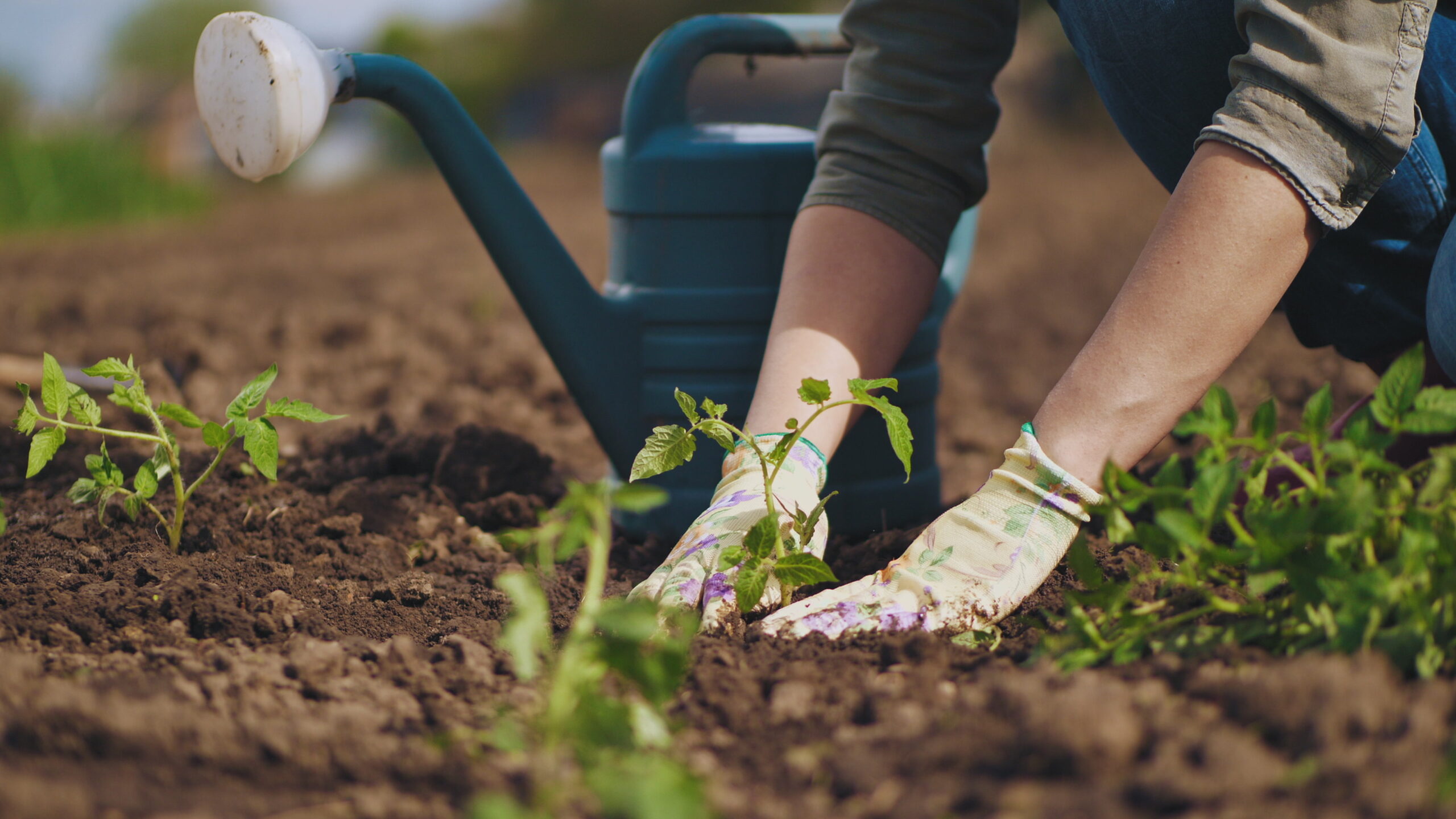 Farmer hands planting to soil tomato seedling Buttrose gardener hands planting to soil tomato seedling in the vegetable garden. On the background a watering can for irrigation. Organic farming and spring gardening concept