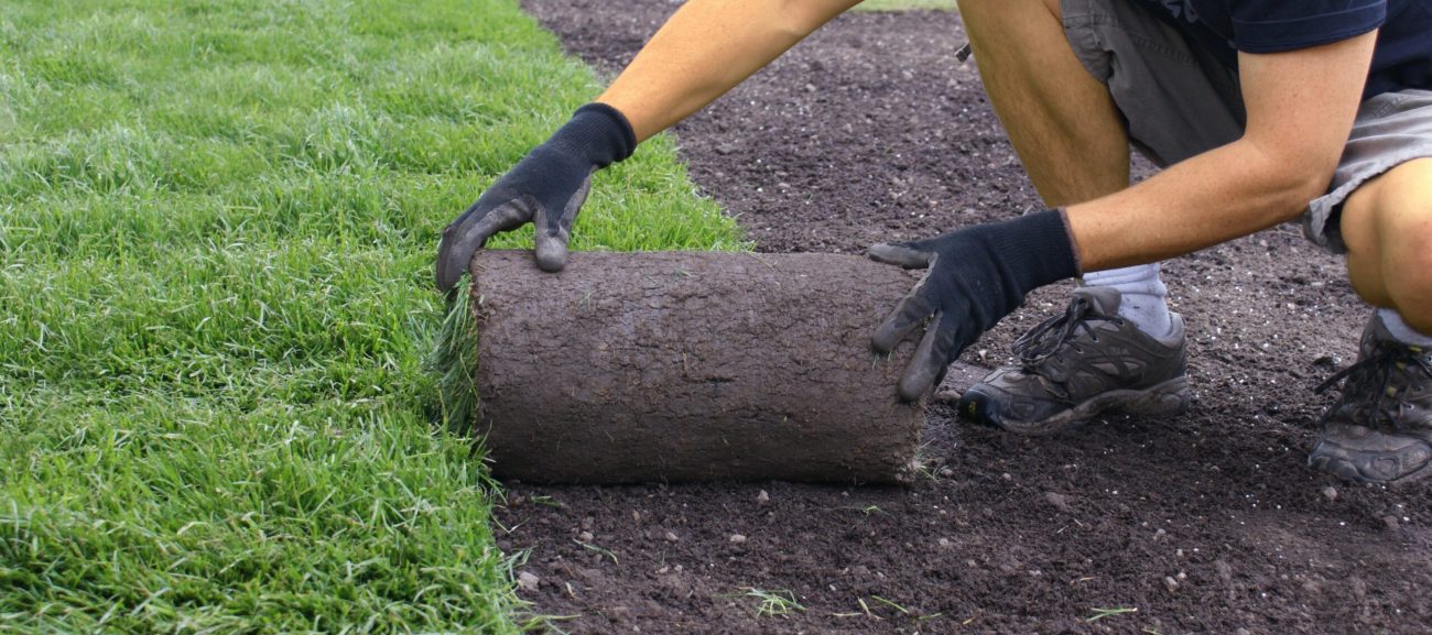 Buttrose landscape Person laying turf