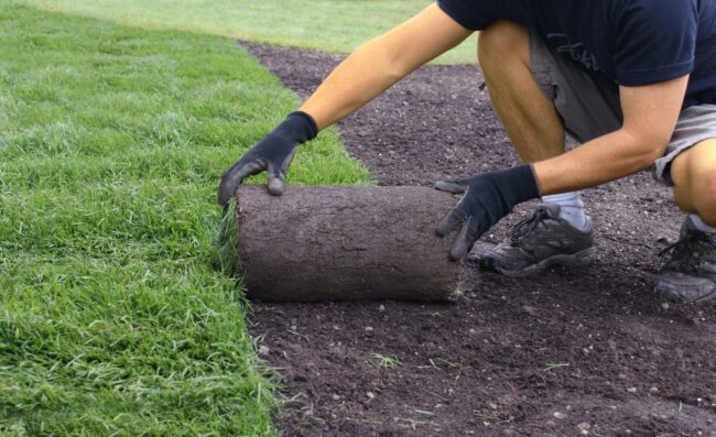 Buttrose landscape Person laying turf