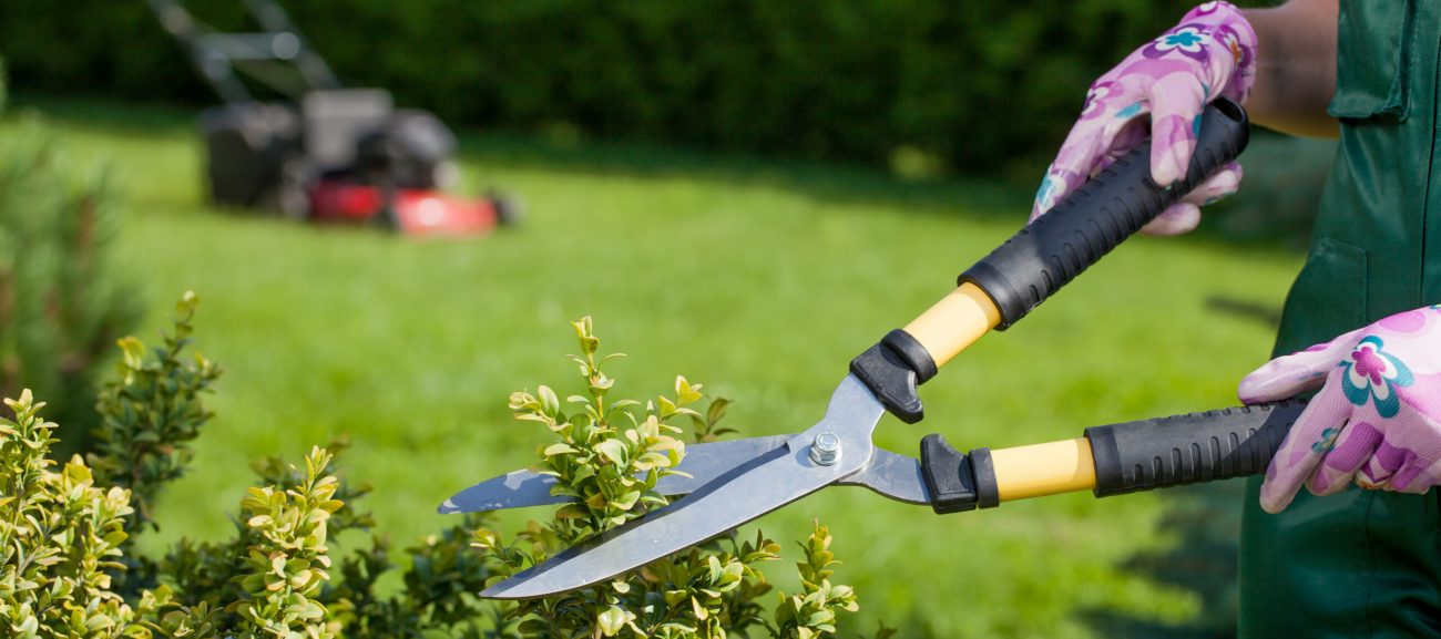 Person trimming hedge with loppers. Mower in background on grass