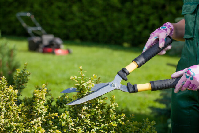 Person trimming hedge with loppers. Mower in background on grass