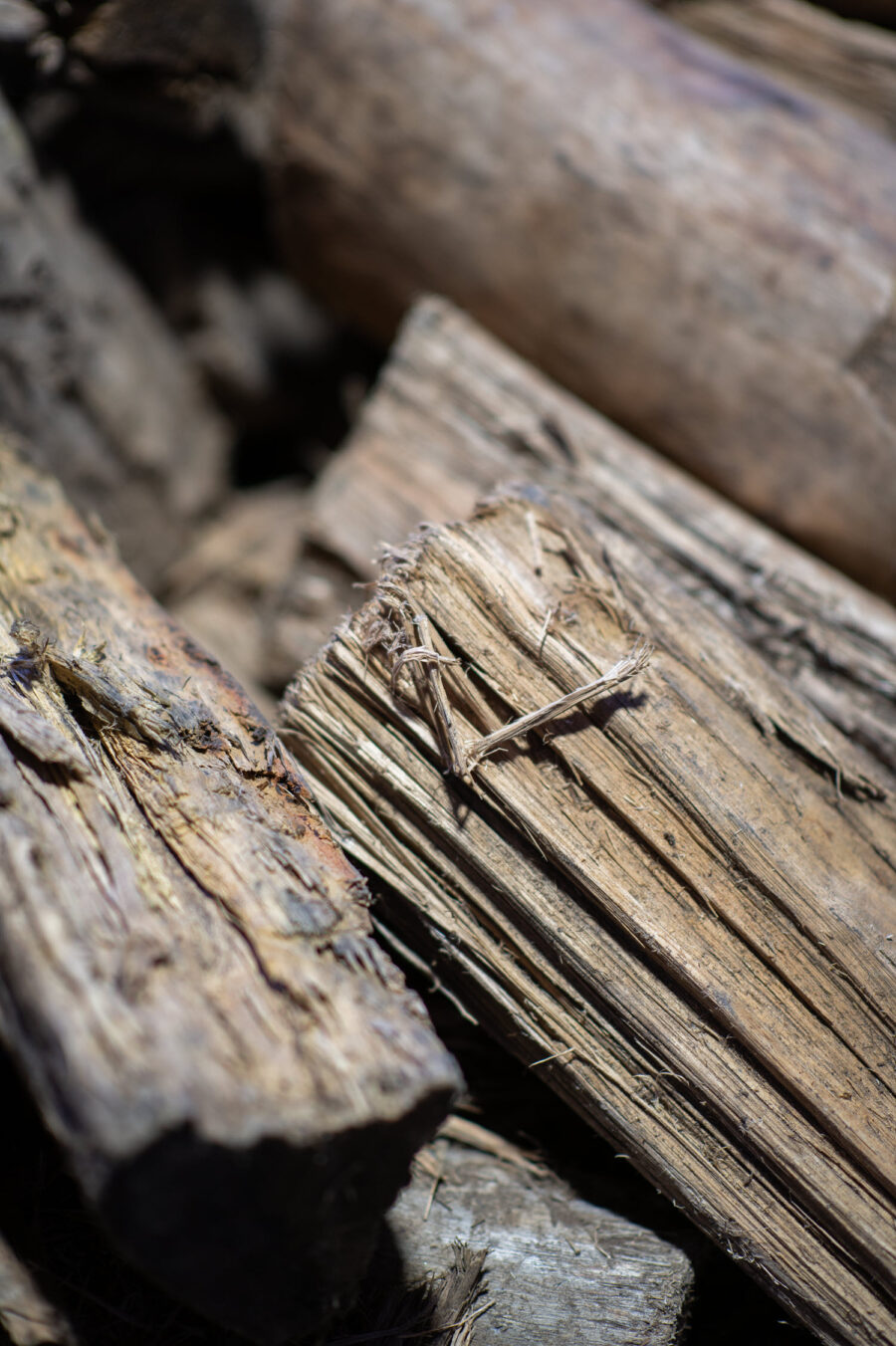 Buttrose Bluegum Firewood