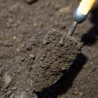 Buttrose Cow Manure