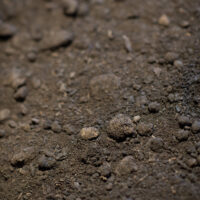 Buttrose Cow Manure