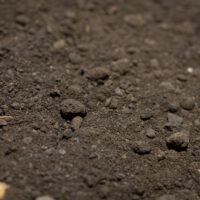 Buttrose Cow Manure