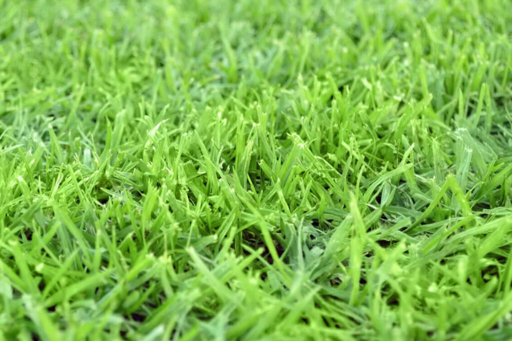 Kikuyu Grass Buttrose Landscape & Garden Supplies